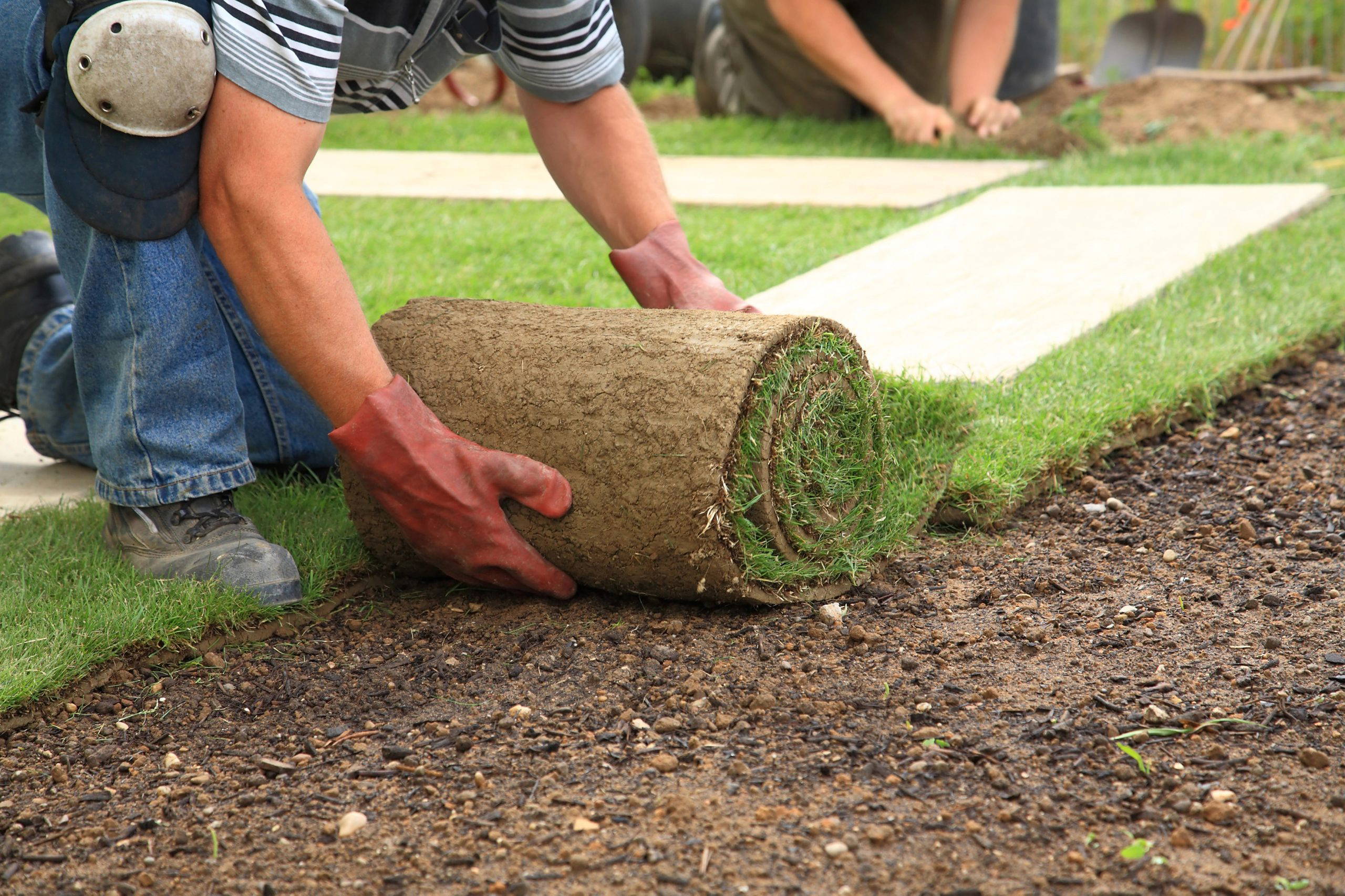 A gardener laying down sod onto dirt. The gardener has other rolls of sod laid out.