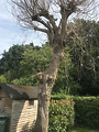 Tree Removal