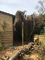 Tree Removal